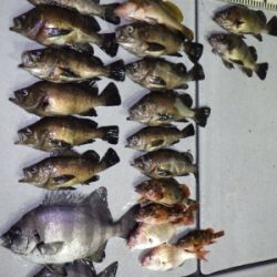 磯部釣船 直栄丸 釣果