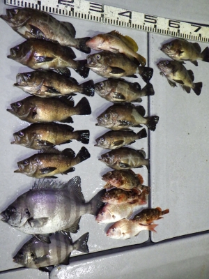 磯部釣船 直栄丸 釣果