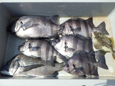 磯部釣船 直栄丸 釣果