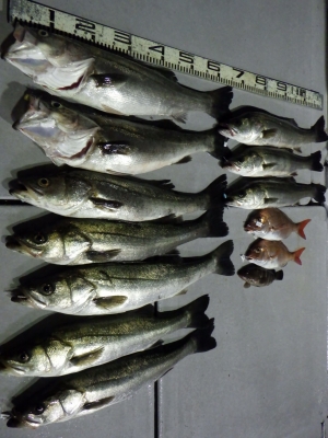 磯部釣船 直栄丸 釣果