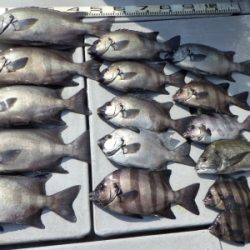 磯部釣船 直栄丸 釣果