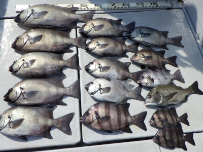 磯部釣船 直栄丸 釣果