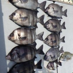 磯部釣船 直栄丸 釣果