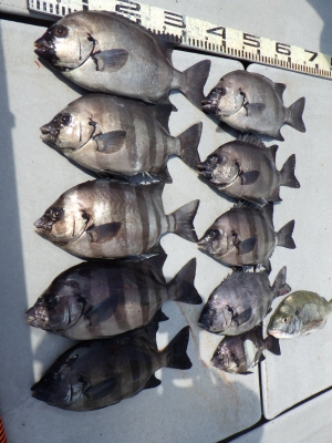 磯部釣船 直栄丸 釣果