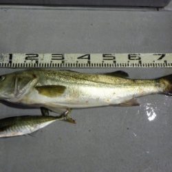 磯部釣船 直栄丸 釣果