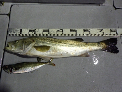 磯部釣船 直栄丸 釣果