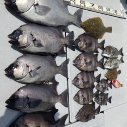 磯部釣船 直栄丸 釣果