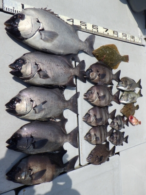 磯部釣船 直栄丸 釣果