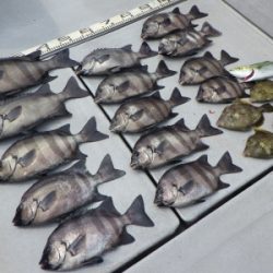 磯部釣船 直栄丸 釣果