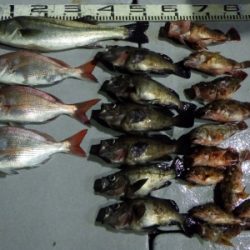 磯部釣船 直栄丸 釣果