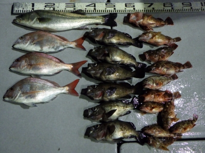 磯部釣船 直栄丸 釣果