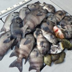 磯部釣船 直栄丸 釣果