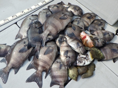 磯部釣船 直栄丸 釣果