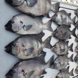 磯部釣船 直栄丸 釣果