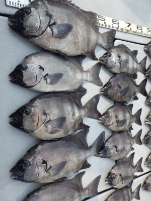 磯部釣船 直栄丸 釣果