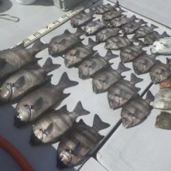 磯部釣船 直栄丸 釣果