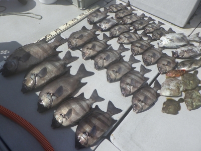 磯部釣船 直栄丸 釣果