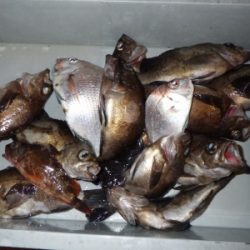 磯部釣船 直栄丸 釣果