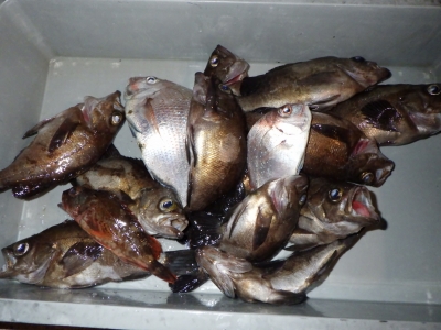 磯部釣船 直栄丸 釣果