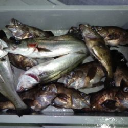 磯部釣船 直栄丸 釣果