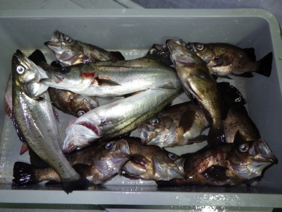 磯部釣船 直栄丸 釣果