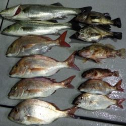 磯部釣船 直栄丸 釣果