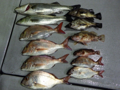 磯部釣船 直栄丸 釣果