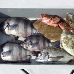 磯部釣船 直栄丸 釣果