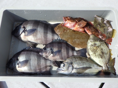 磯部釣船 直栄丸 釣果