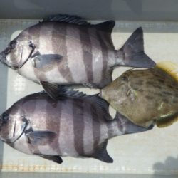 磯部釣船 直栄丸 釣果