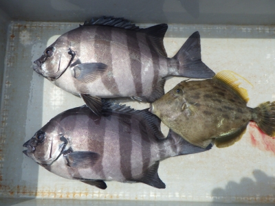 磯部釣船 直栄丸 釣果