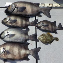 磯部釣船 直栄丸 釣果