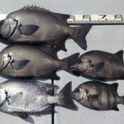 磯部釣船 直栄丸 釣果