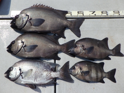 磯部釣船 直栄丸 釣果