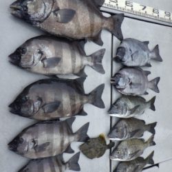 磯部釣船 直栄丸 釣果