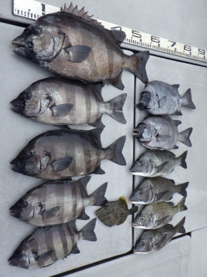 磯部釣船 直栄丸 釣果