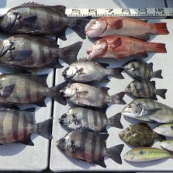 磯部釣船 直栄丸 釣果