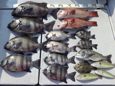 磯部釣船 直栄丸 釣果