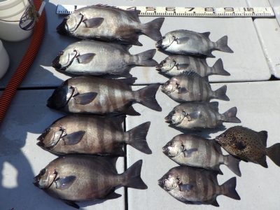 磯部釣船 直栄丸 釣果