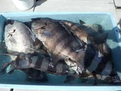 磯部釣船 直栄丸 釣果