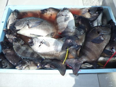 磯部釣船 直栄丸 釣果