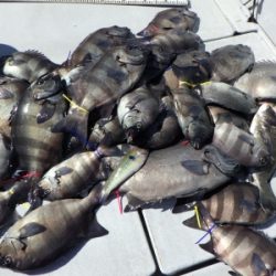 磯部釣船 直栄丸 釣果