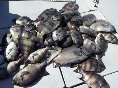 磯部釣船 直栄丸 釣果