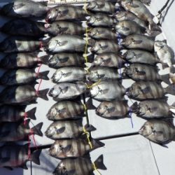 磯部釣船 直栄丸 釣果