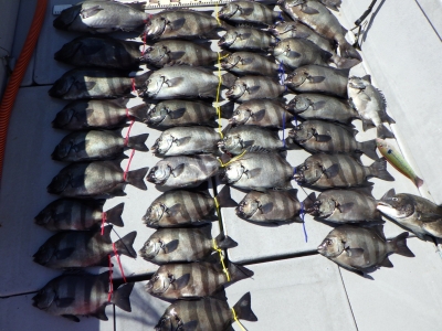 磯部釣船 直栄丸 釣果