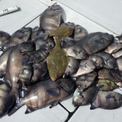 磯部釣船 直栄丸 釣果