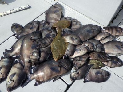 磯部釣船 直栄丸 釣果