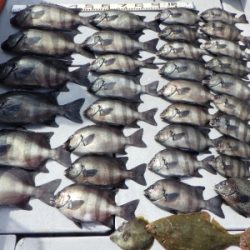 磯部釣船 直栄丸 釣果