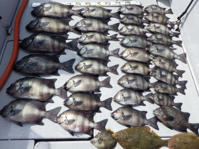 磯部釣船 直栄丸 釣果