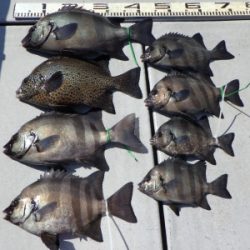 磯部釣船 直栄丸 釣果